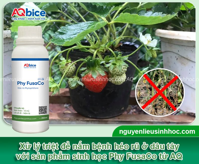 Dâu tây bị héo: Nguyên nhân, cách phòng trị hiệu quả