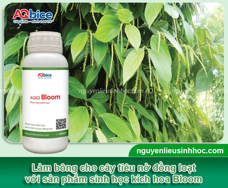 Thuốc kích bông tiêu Bloom giúp hoa ra đồng loạt, chuỗi dài