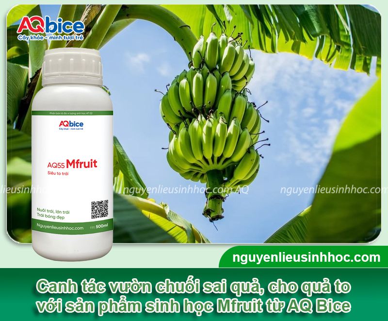 Thuốc kích quả chuối to Mfruit giúp trổ buồng dài, chín đều