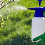 Pest Control Services Dubai