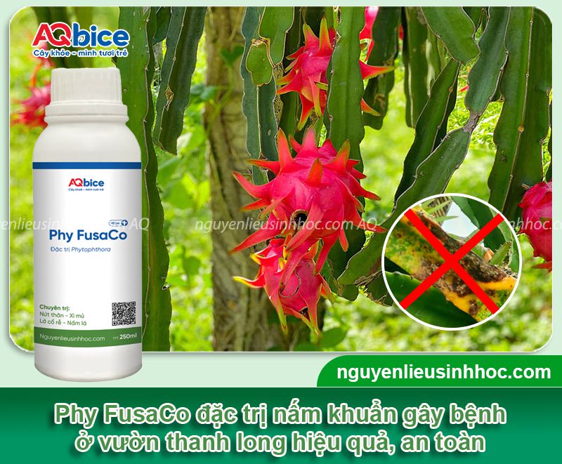 Tổng hợp các bệnh trên cây thanh long và Cách xử lý hiệu quả