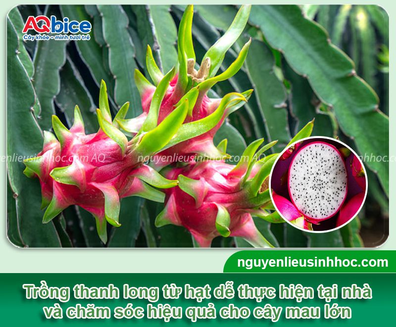 Hướng dẫn cách ươm hạt thanh long nhanh nảy mầm
