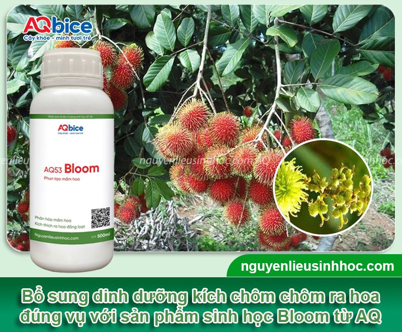 Thuốc kích bông chôm chôm giúp hoa nở rộ, đậu trái trĩu cành