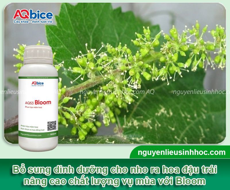 Hướng dẫn cách chăm sóc nho khi ra hoa đậu trái trĩu cành