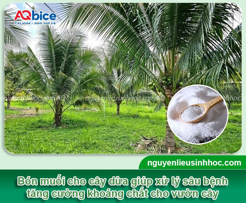 Bỏ muối lên đọt dừa để trị nấm, côn trùng, hiệu quả