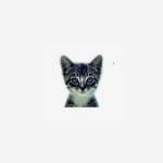 We Love Cats and Kittens