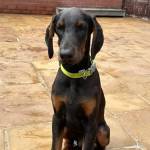 Dogs For Sale