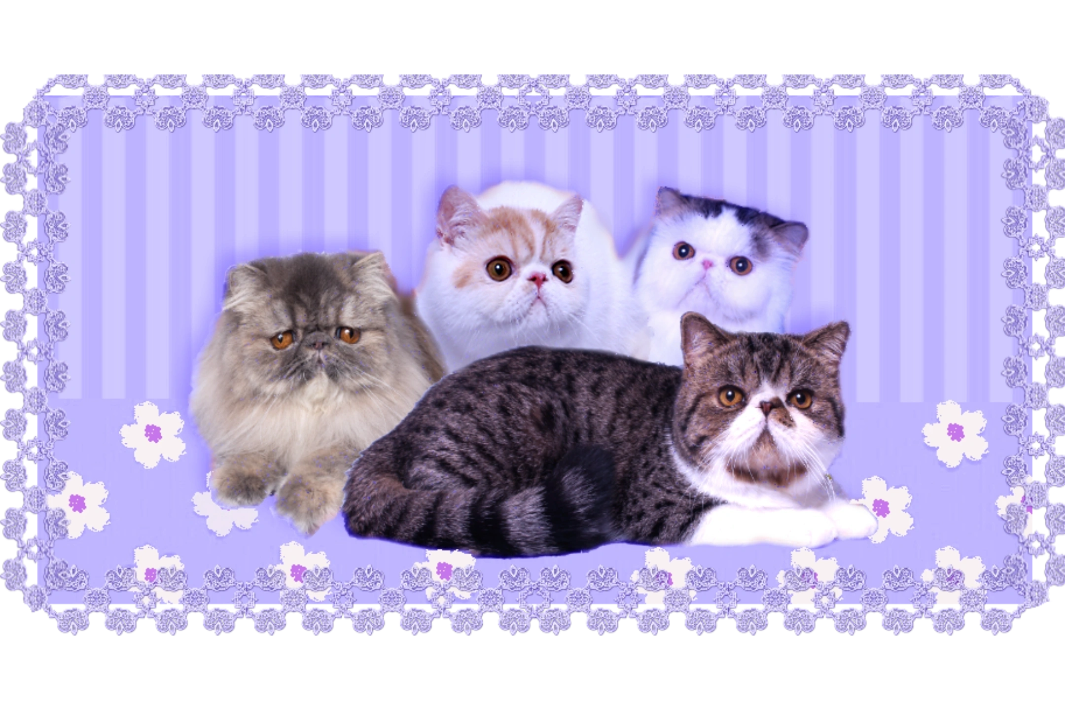 Buy Persian Kittens & Cats Indiana | Carismatic Cattery