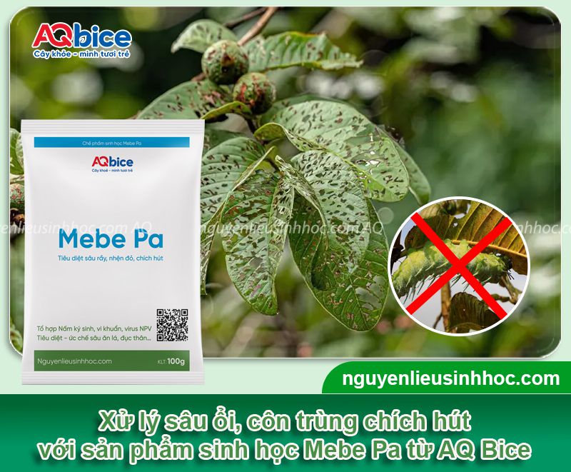 Top 5 loài sâu ổi thường gặp và Cách phòng trừ dứt điểm
