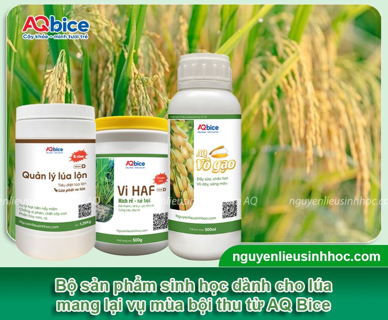 Thuốc sinh học cho lúa giúp nâng cao năng suất vụ mùa