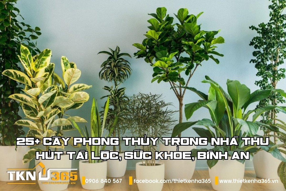 25+ cây phong thủy trong nhà hút tài lộc, sức khỏe, bình an