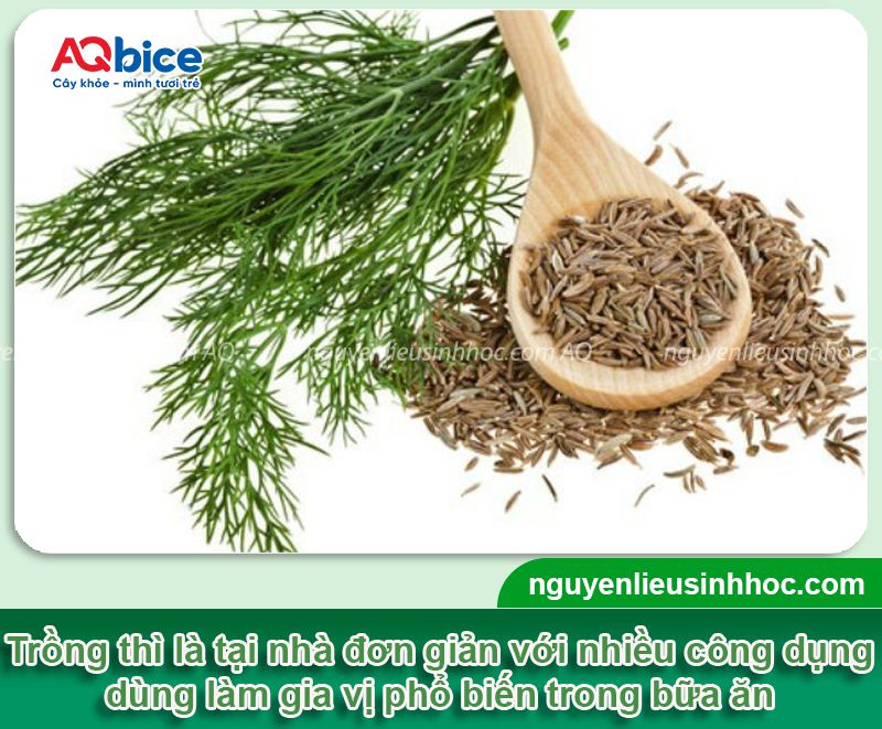 Cách trồng thì là tại nhà, nảy mầm nhanh, thu hoạch nhiều