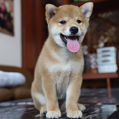 Mua Bán Chó Shiba Inu Thuần Chủng, Giá Rẻ | Giao Toàn Quốc