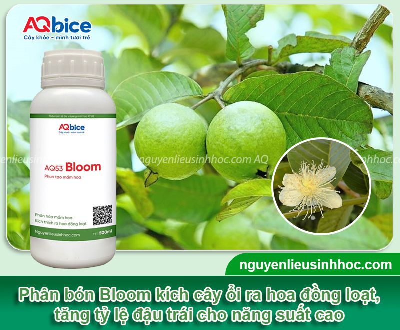 Cách làm cho cây ổi ra hoa đồng loạt, trái ngon, giòn ngọt