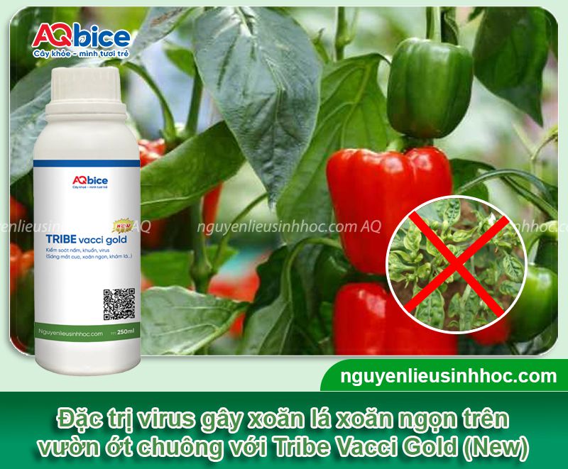Ớt chuông bị xoăn lá: Nguyên nhân & Cách phòng trừ hiệu quả