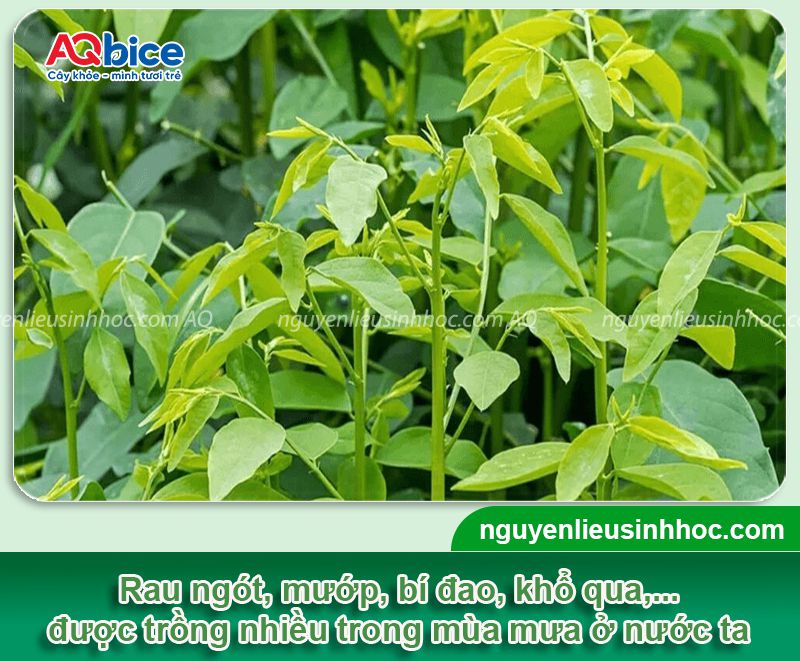 Nên trồng rau gì vào mùa mưa tại nhà, thu hoạch nhanh