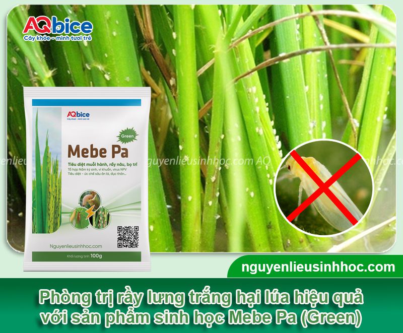 Rầy lưng trắng hại lúa: Dấu hiệu nhận biết, cách phòng trị