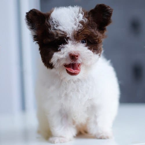 Mua bán chó Poodle thuần chủng – Shop & Trại Tphcm, Hà Nội