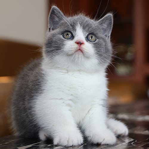 Mua bán mèo Anh lông ngắn (ALN) – Shop & Trại Tphcm, Hà nội