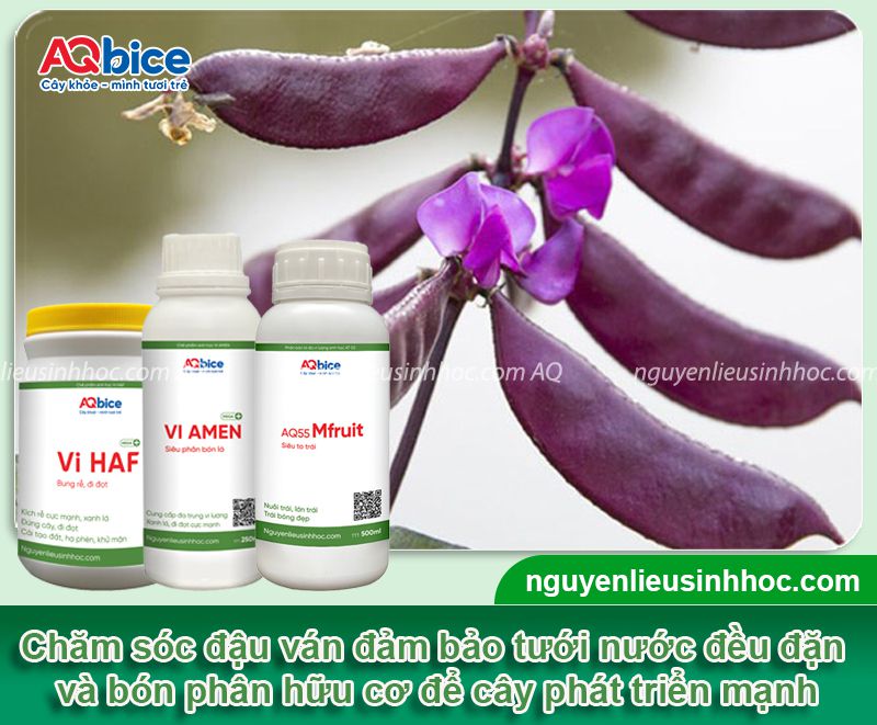 Cách trồng đậu ván tại nhà và Kỹ thuật chăm sóc