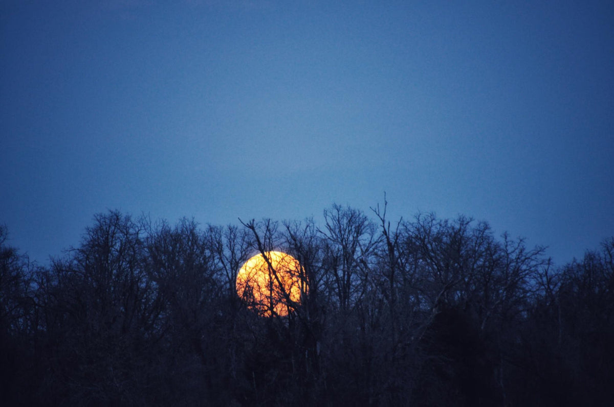 Beaver Moon Magic - Free Knitting & Crochet Patterns | Lantern Moon