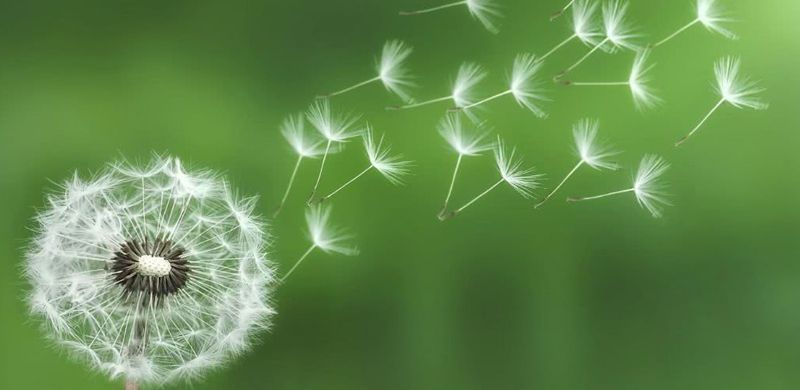 Bồ Công Anh Giải Độc Da - Bí Quyết Thanh Lọc Cơ Thể