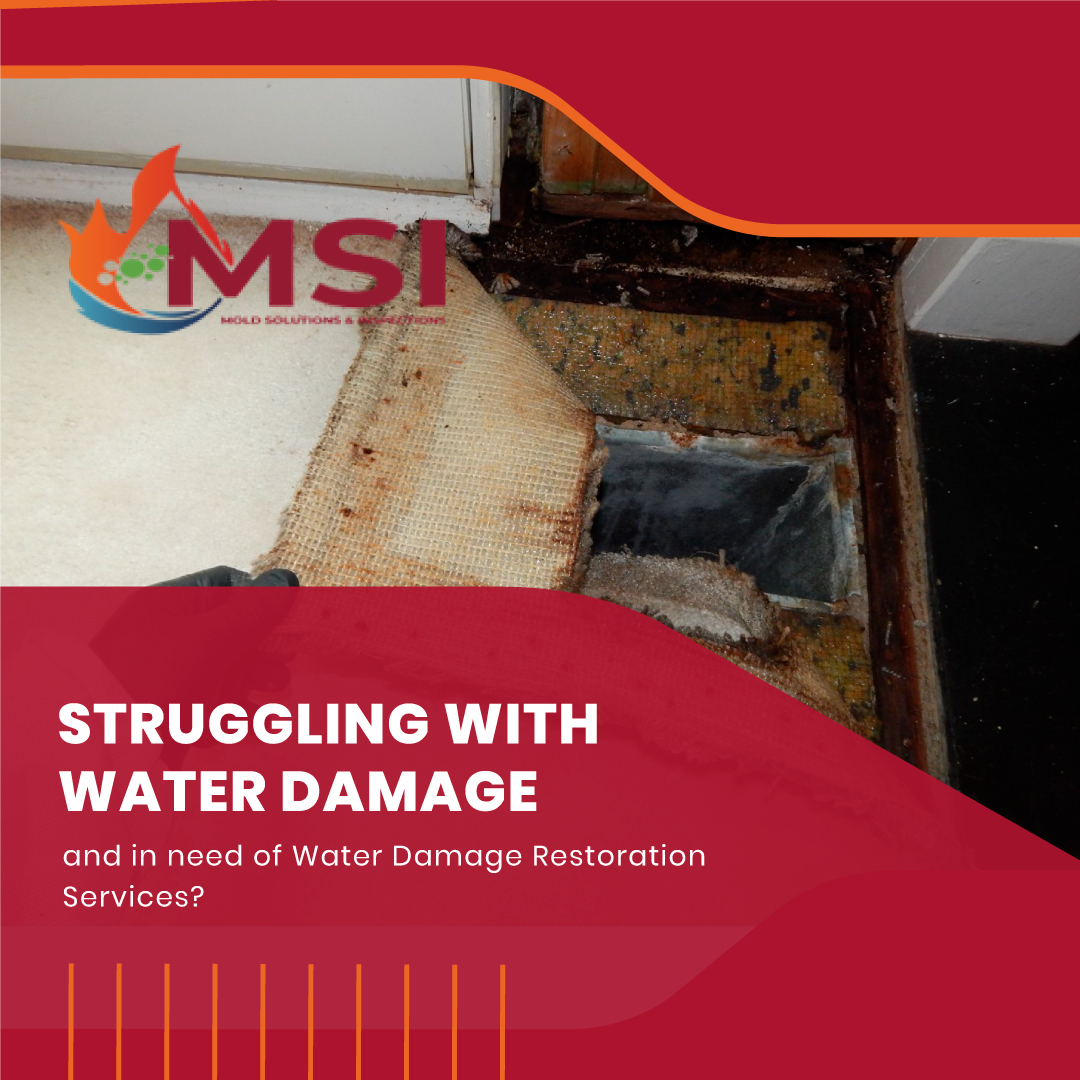 Protect Your Property with MSI’s Professional Water Damage Solutions – Mold Solutions & Inspections