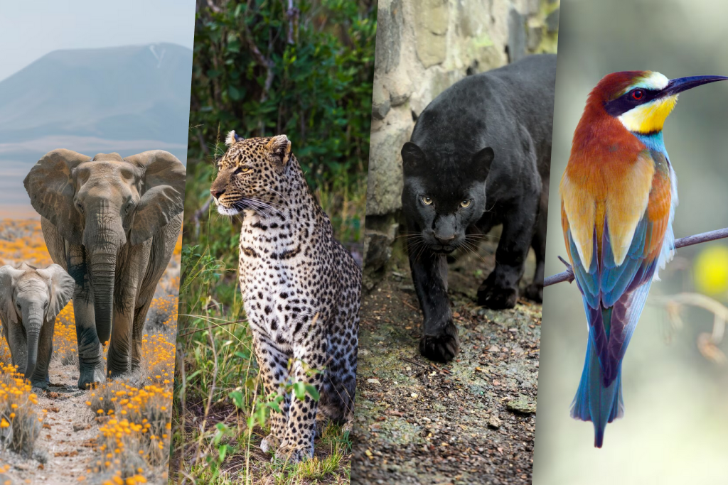 Kabini Travel Guide: Safari, Wildlife & Serene Stays