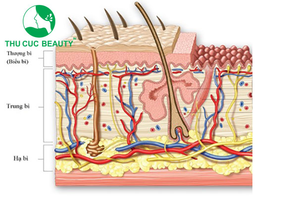 Nâng mũi bằng trung bì mỡ được bao lâu? - Bệnh viện Thẩm mỹ Thu Cúc