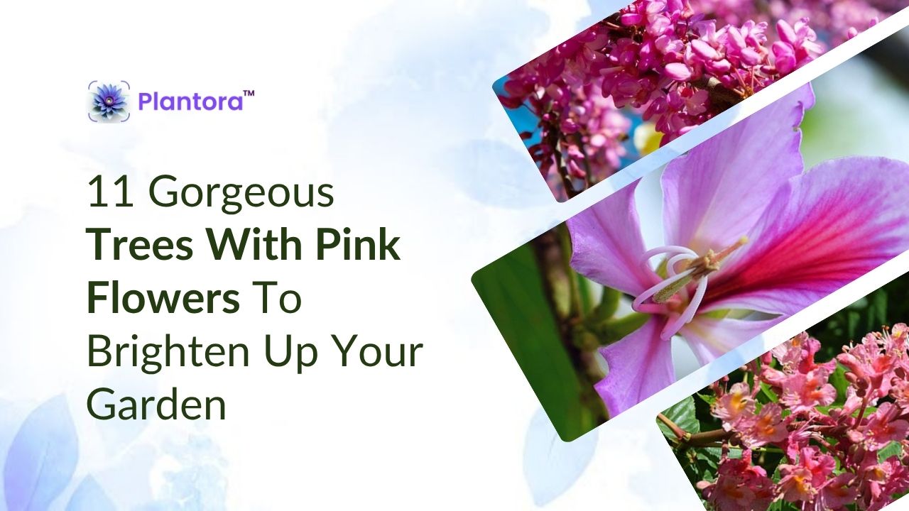 11 Gorgeous Trees With Pink Flowers To Brighten Up Your Garden - Plantora