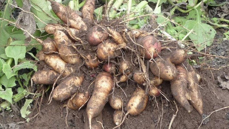 Rễ sâm đất thanh nhiệt: Bí quyết dưỡng da khỏe đẹp và mát gan