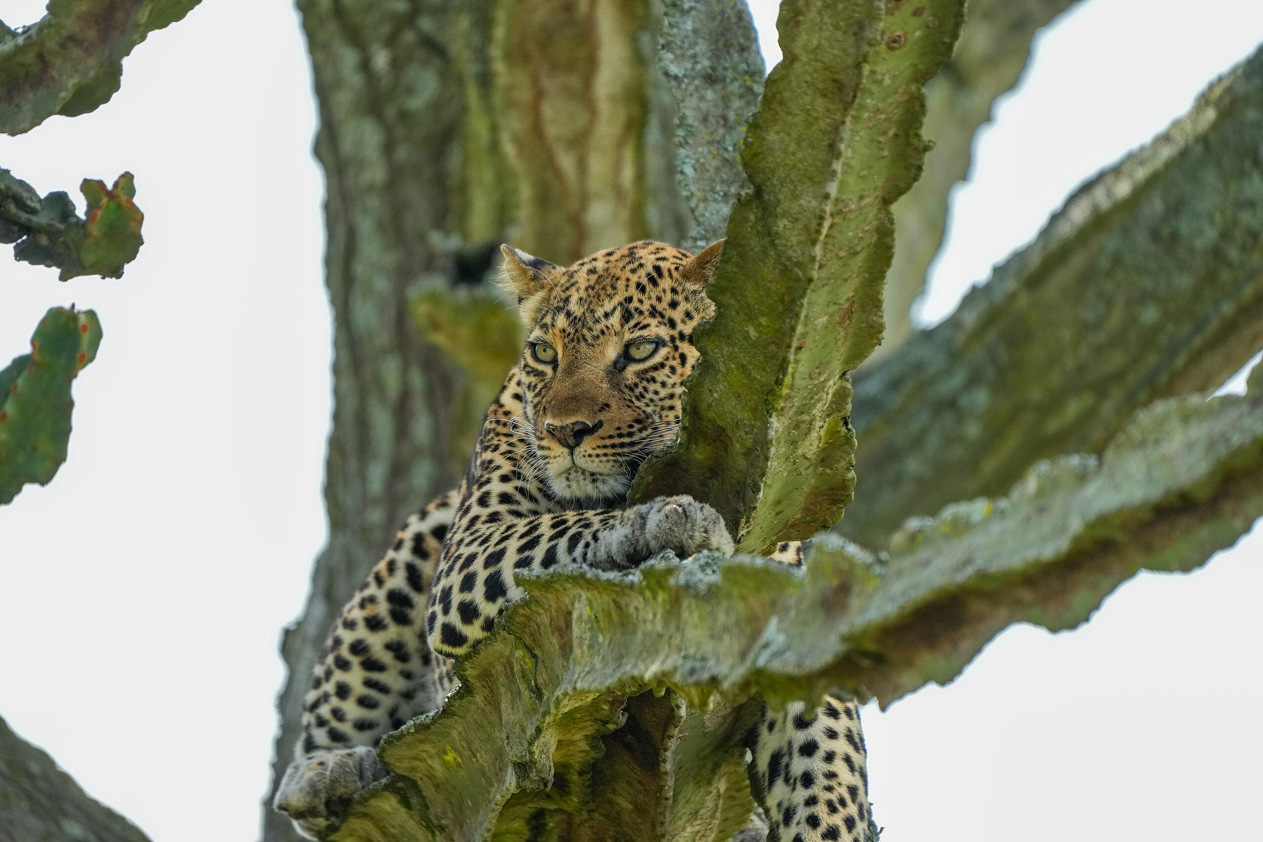 Cost To Go On An African Safari?