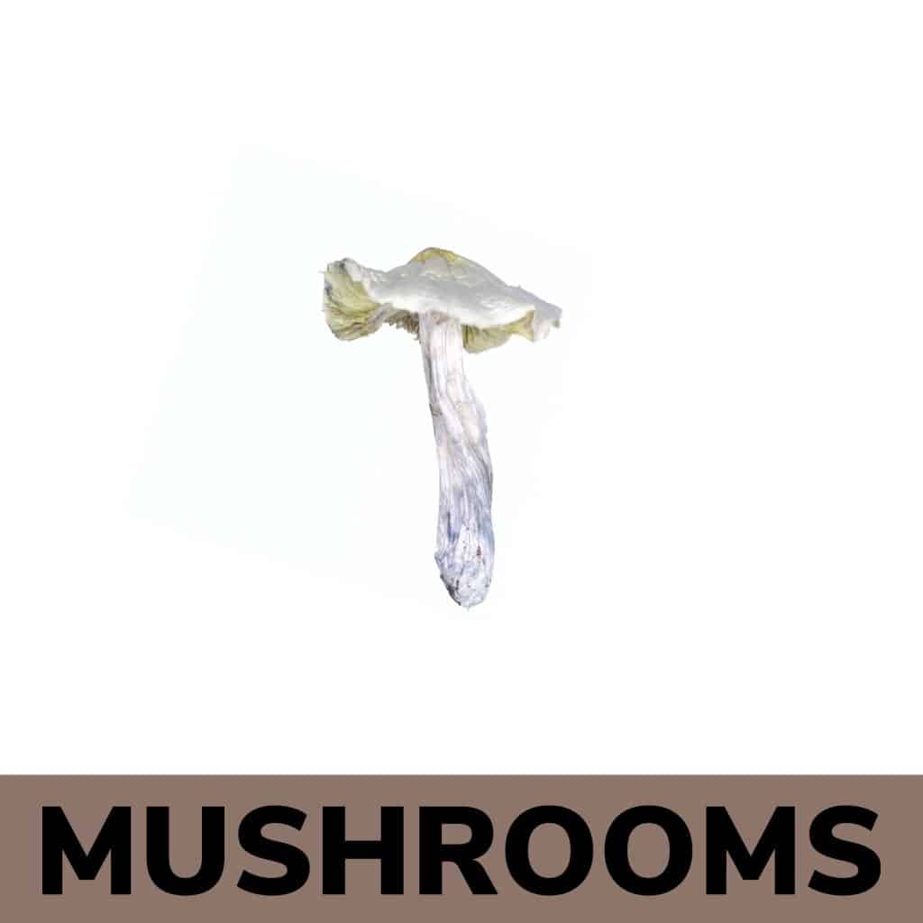 Premium Mushrooms Online in Canada  | Canna Club Co