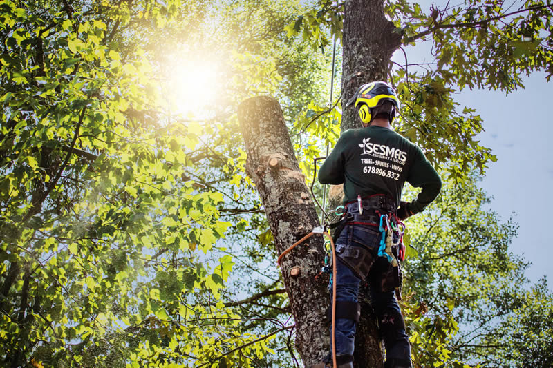 Quick Tree Removal Service in Buford, GA | Sesmas Tree Service
