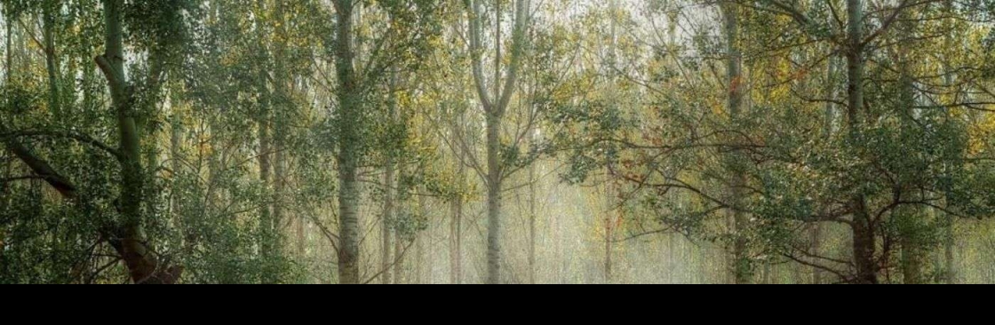 Placerville Tree Service