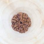 5mukhi Rudraksha