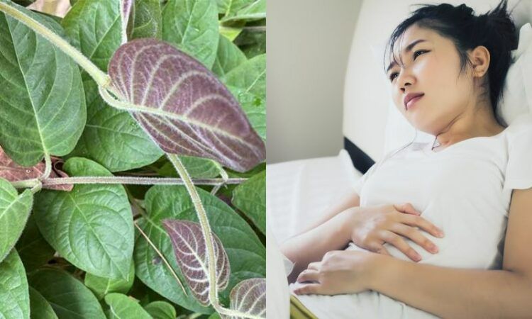 Người trào ngược dạ dày nên dùng dược liệu gì? – Kienthucduoclieu.vn