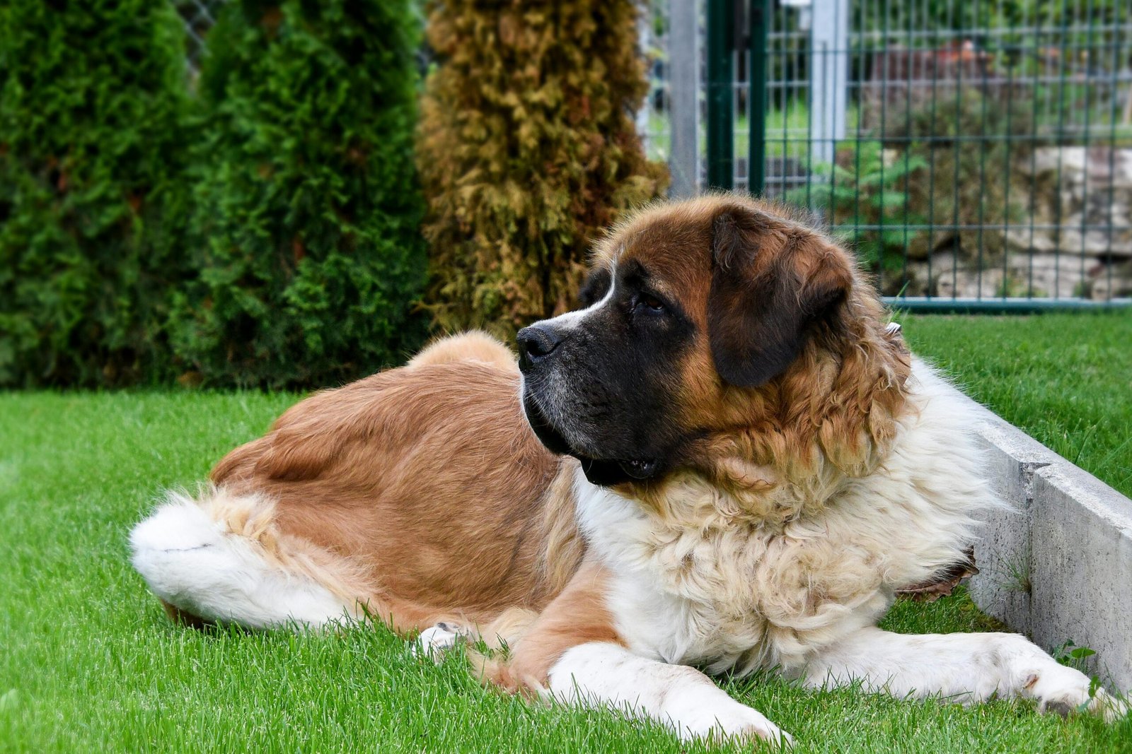 saint bernard, saint bernard puppies for sale, st bernard puppies
