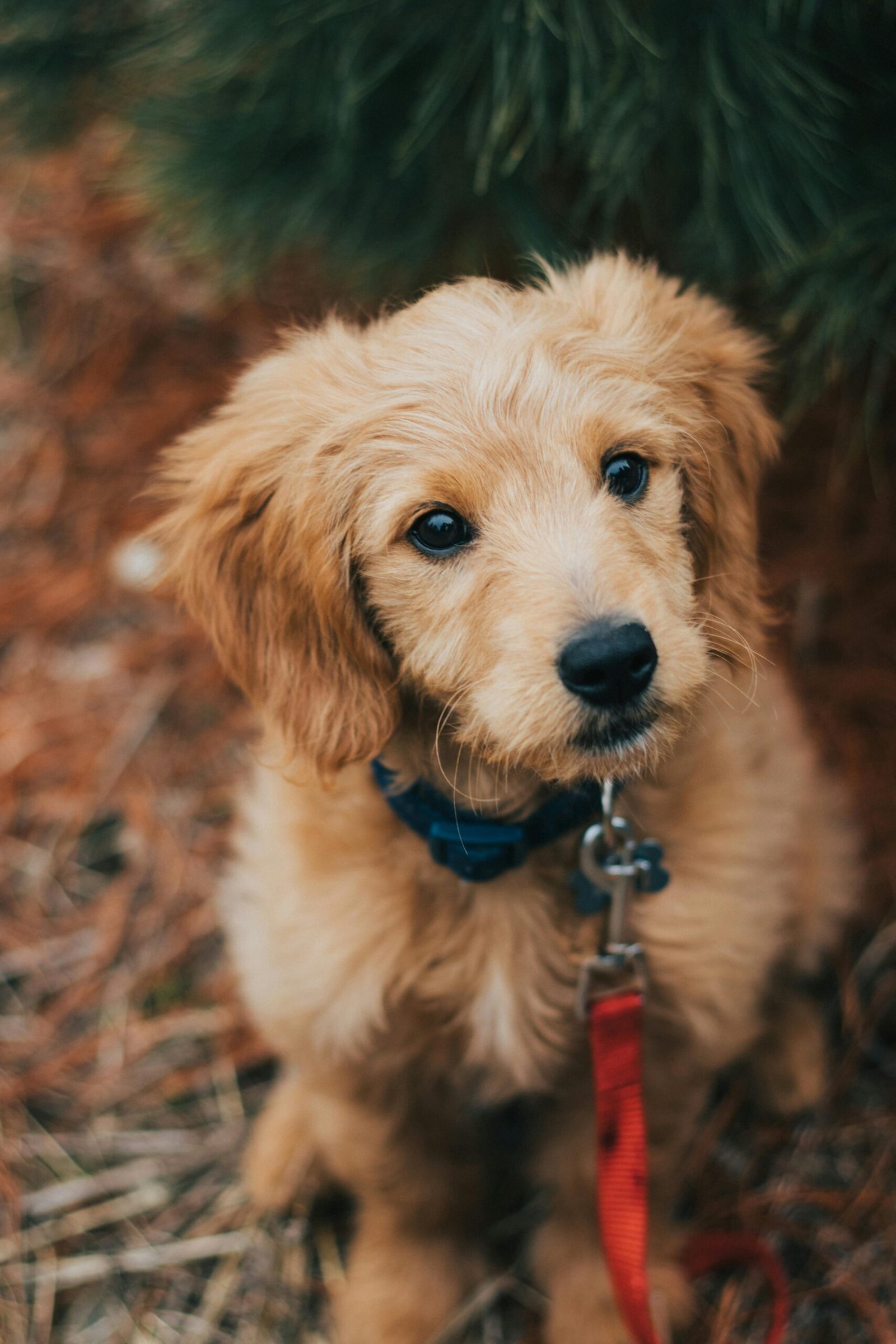 Golden Retriever Dog Breeders