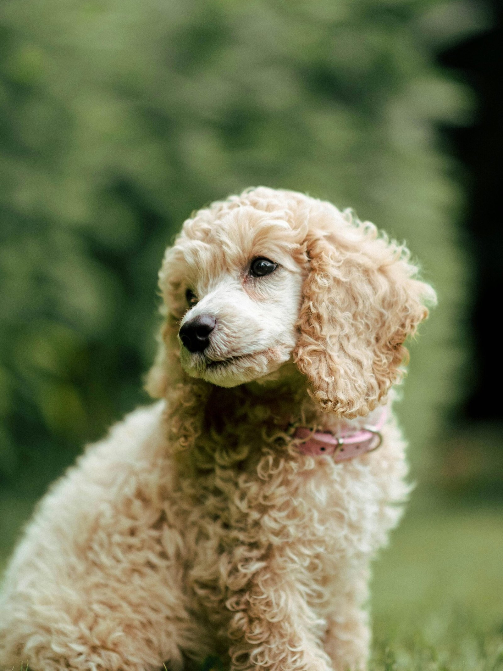 Poodle Dog Breeders, poodle puppies for sale