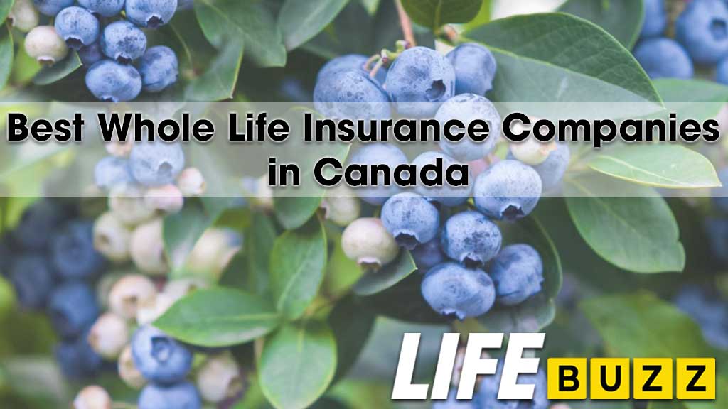 Best Whole Life Insurance Companies In Canada For January 2026 - LifeBuzz - Life Insurance News - Trends - Insights In Canada